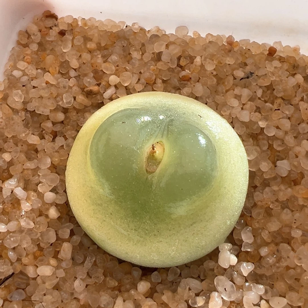 用****720。日系桃尻娘母本