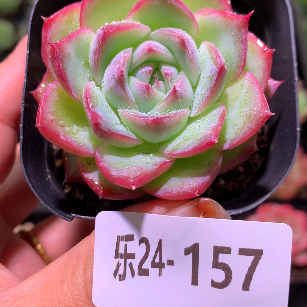 乐然24-157 粉水晶