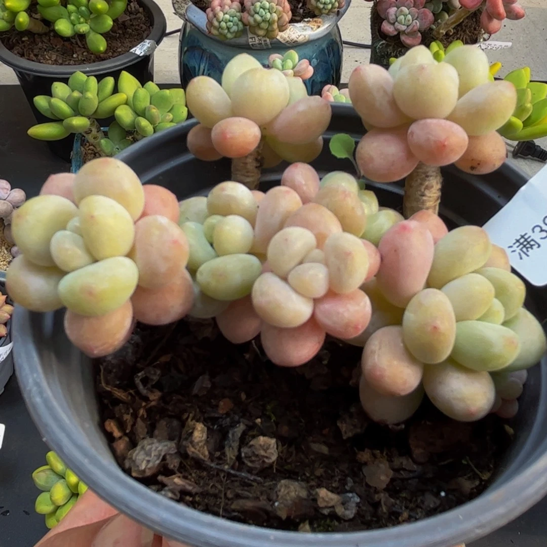 2233鱼子酱7cm多肉