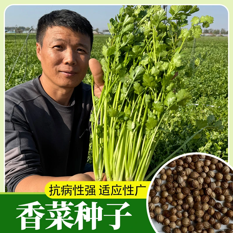香菜种子四季大叶芫荽籽种老品种阳台盆栽蔬菜大全农家小叶菜种籽