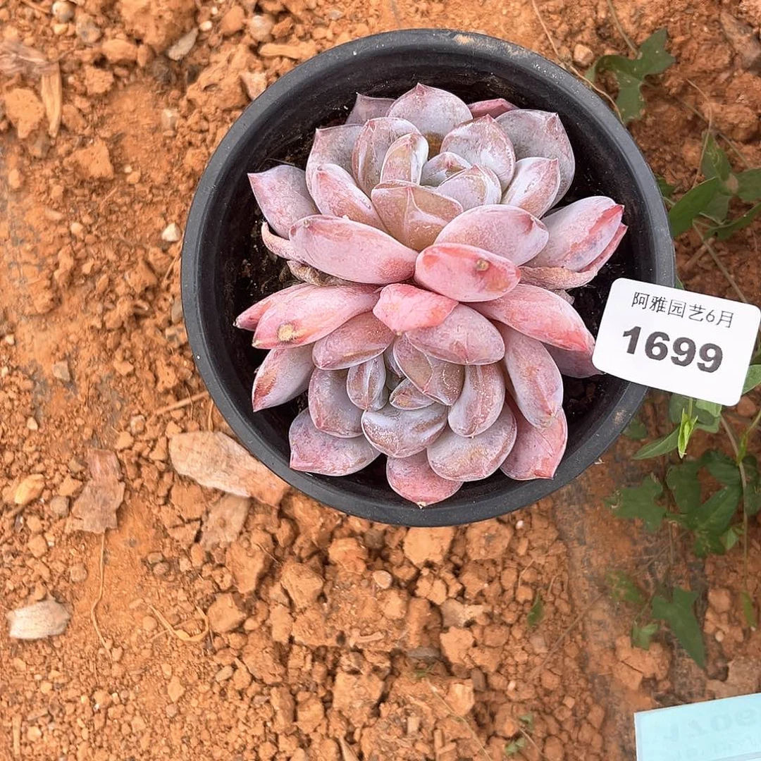 阿雅园艺。  1699星影