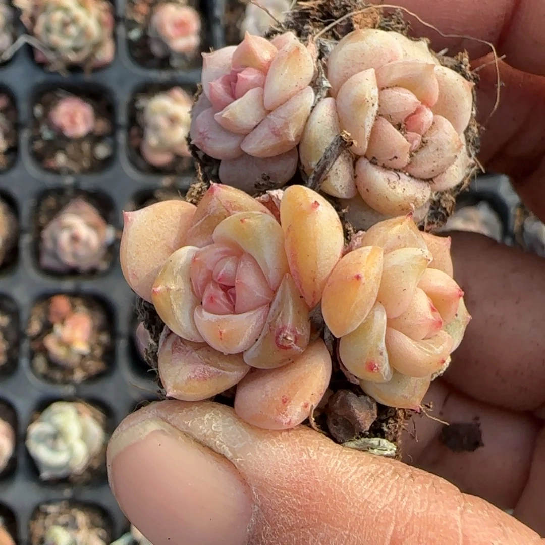 多肉小卡拉米糖心一物一拍