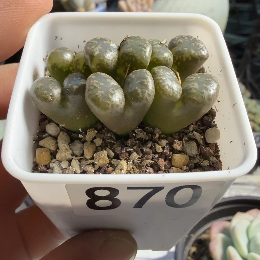 870六头勋章满20包邮