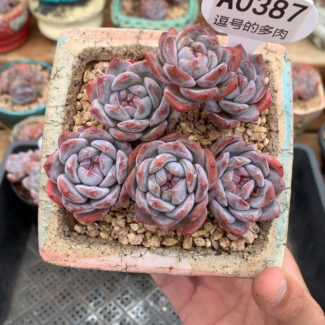 A0387 星影平铺爬地脸 有砍 10cm