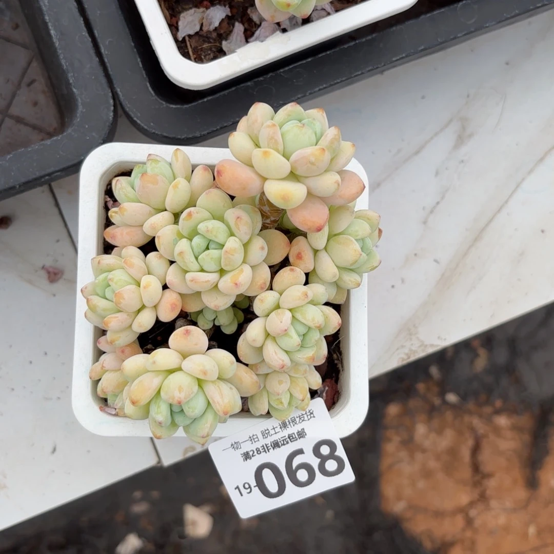 ?*樱花罗绮老桩多肉多肉