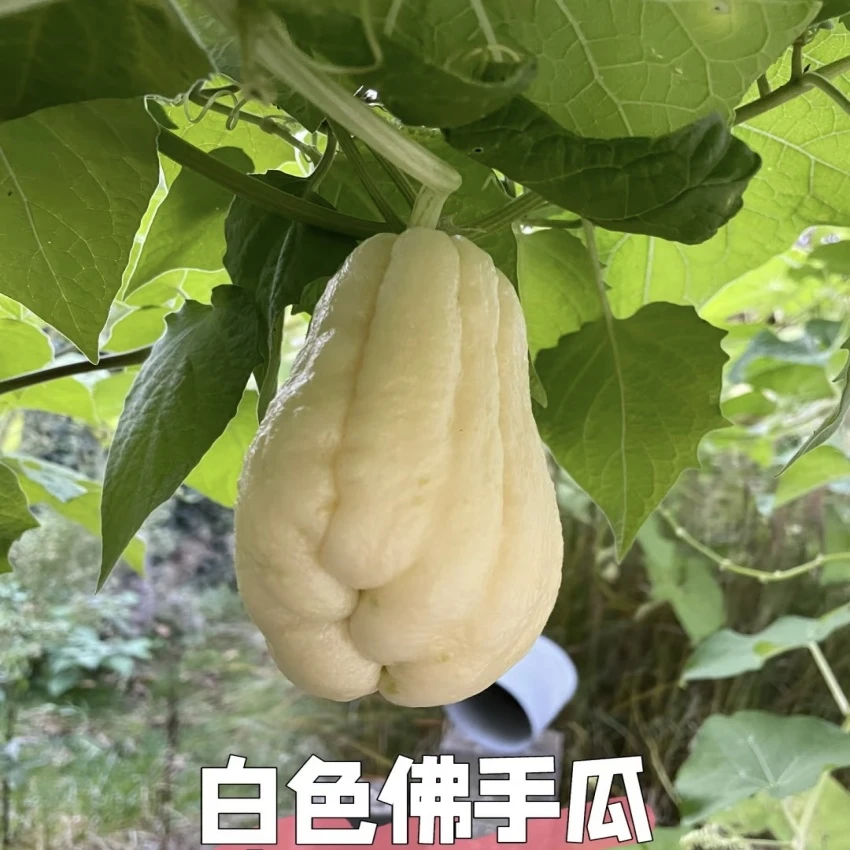 云南新鲜白色佛手瓜当季蔬菜可做菜自家种植