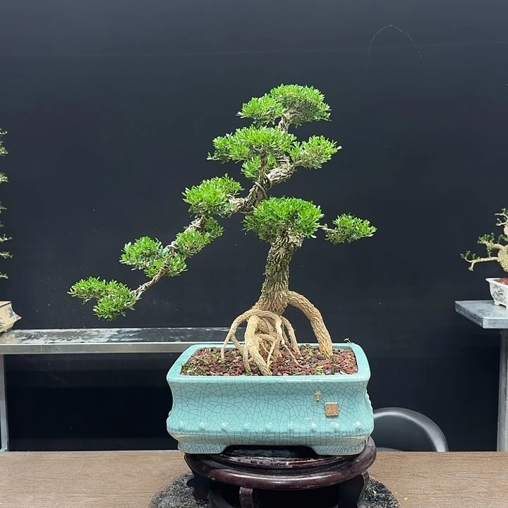 观***水无花朵广东皱皮雀舌黄杨