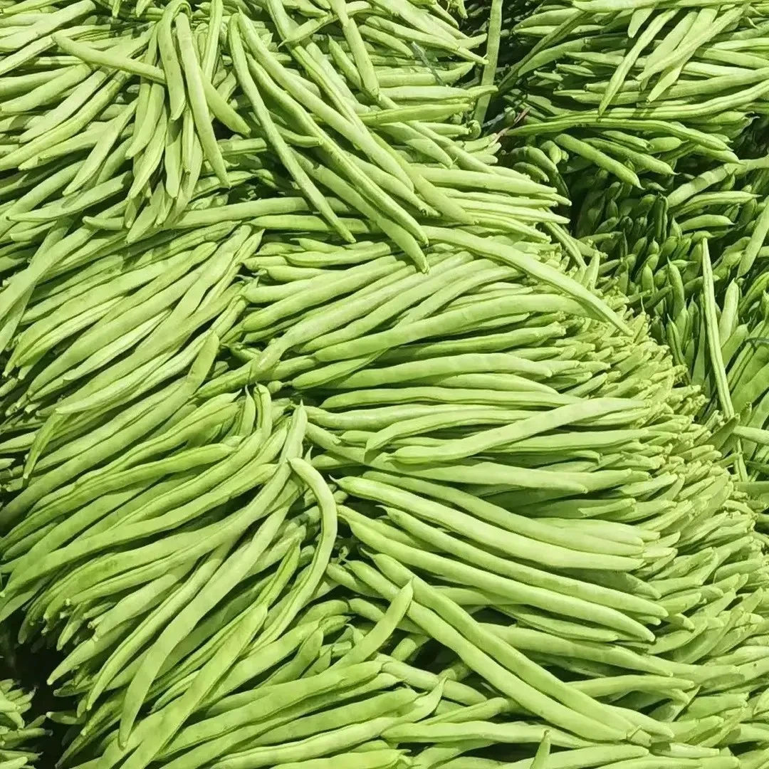 新鲜四季豆直发脆嫩无筋豆角高山种植蔬菜豆子豇豆批发云南