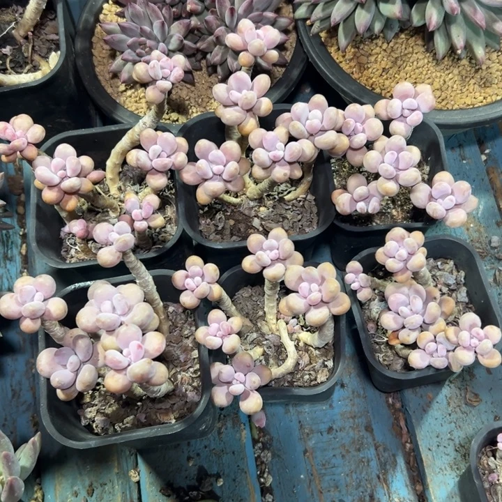 精品多肉植物老桩随机发一棵桃蛋