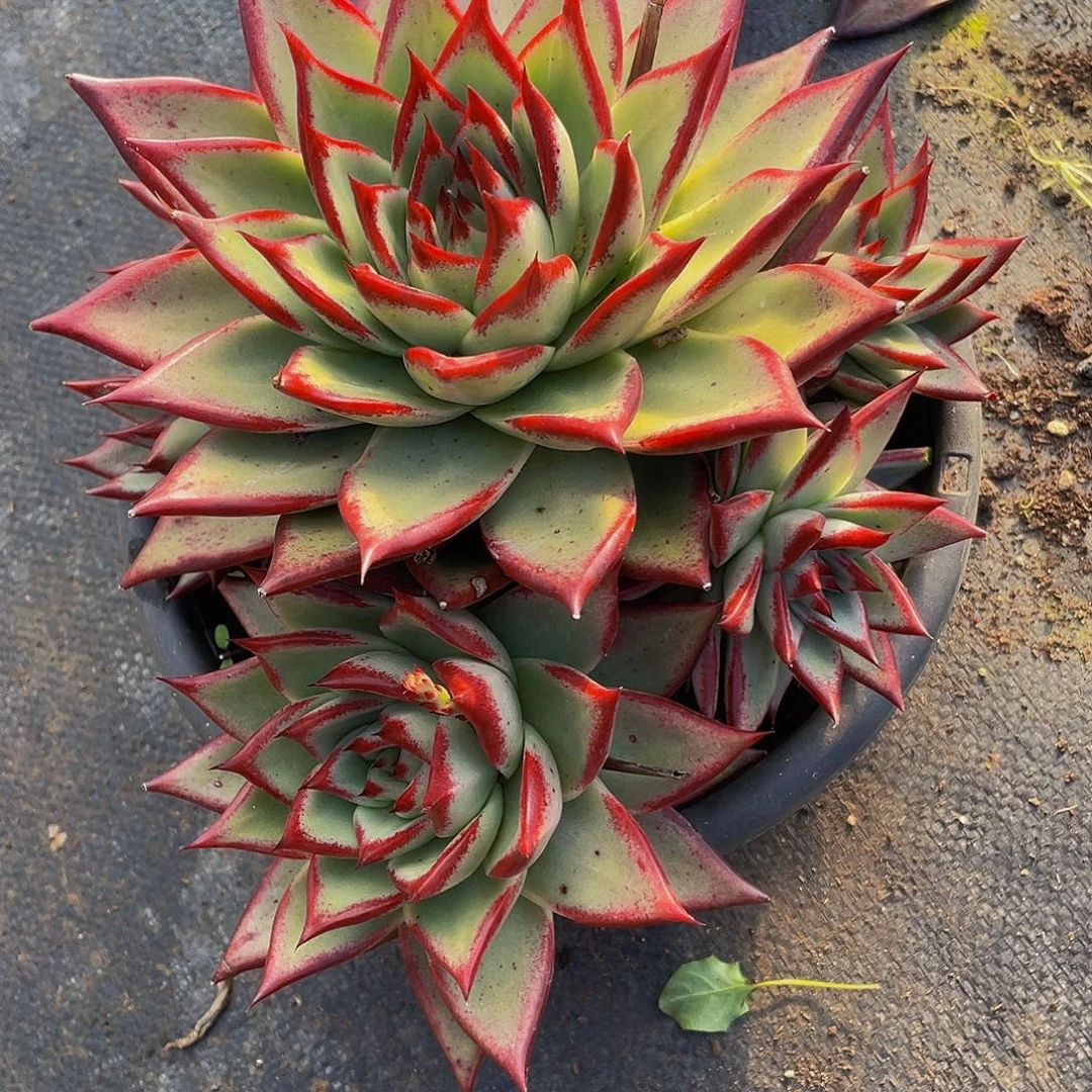 红覃群生，多肉39.8