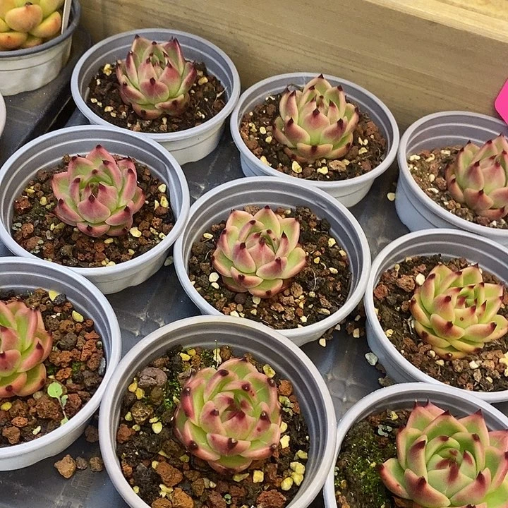 蓝龙福利多多去拍