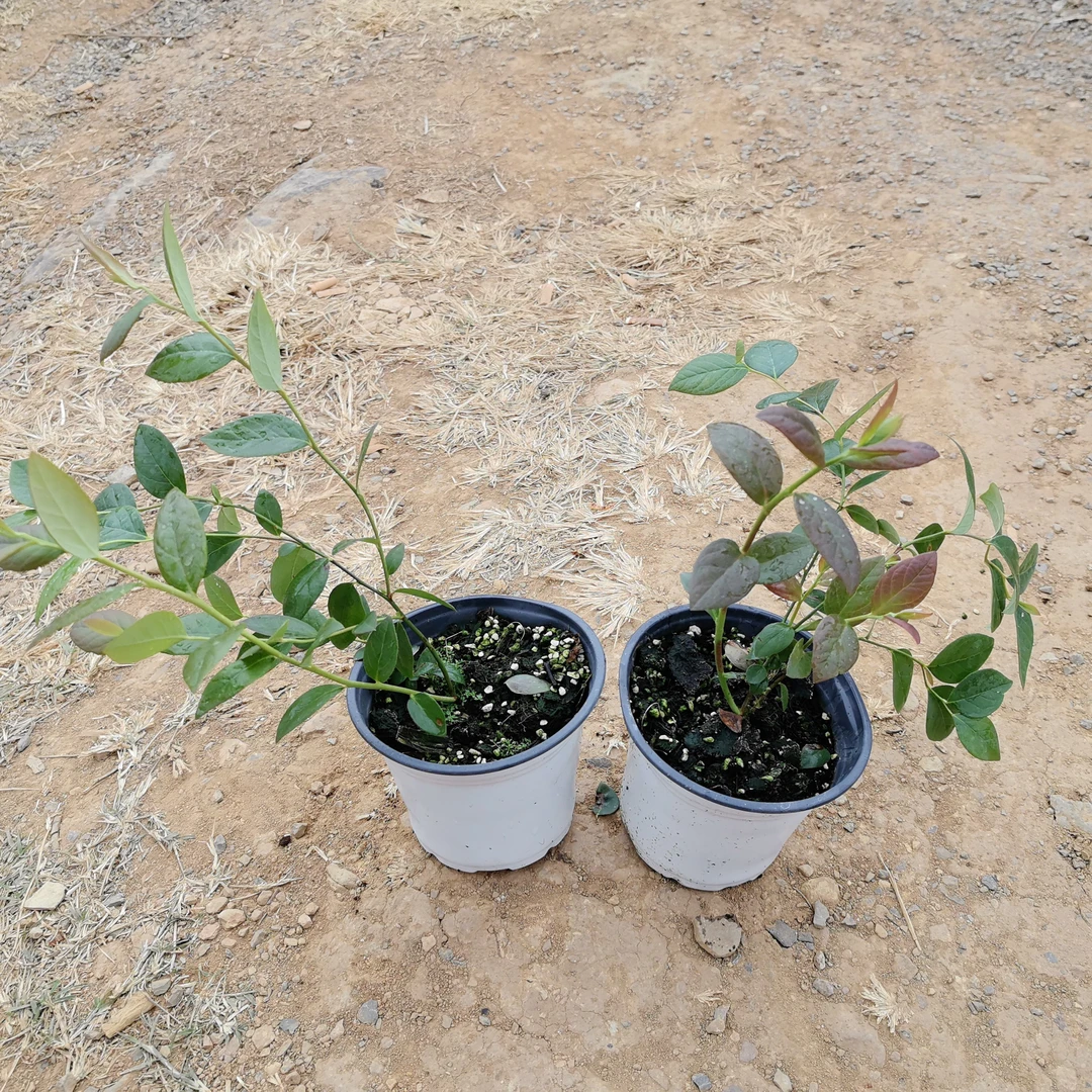 F6蓝莓纯组培小钵苗，原盆原土发货（拍一发二）