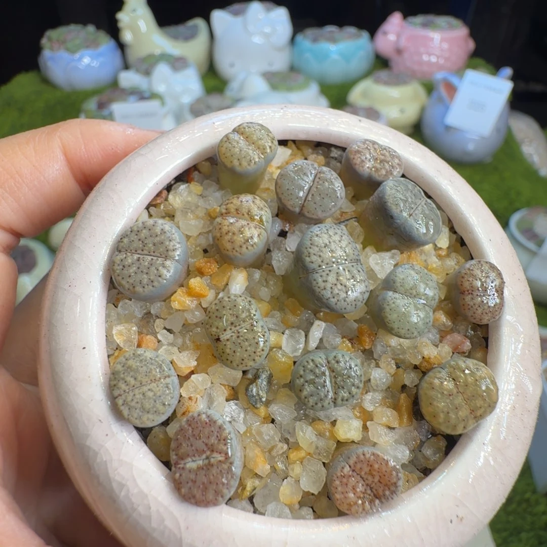 用***7多肉植物福利衝339