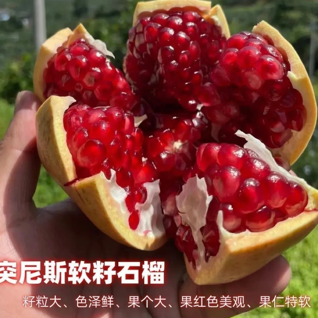 甜石榴树突尼斯软籽石榴树苗南方北方种植盆栽地栽庭院阳台种植