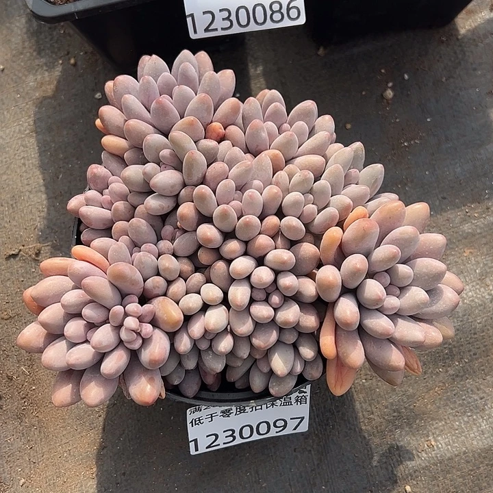 1230097 粉色恋人群生多头