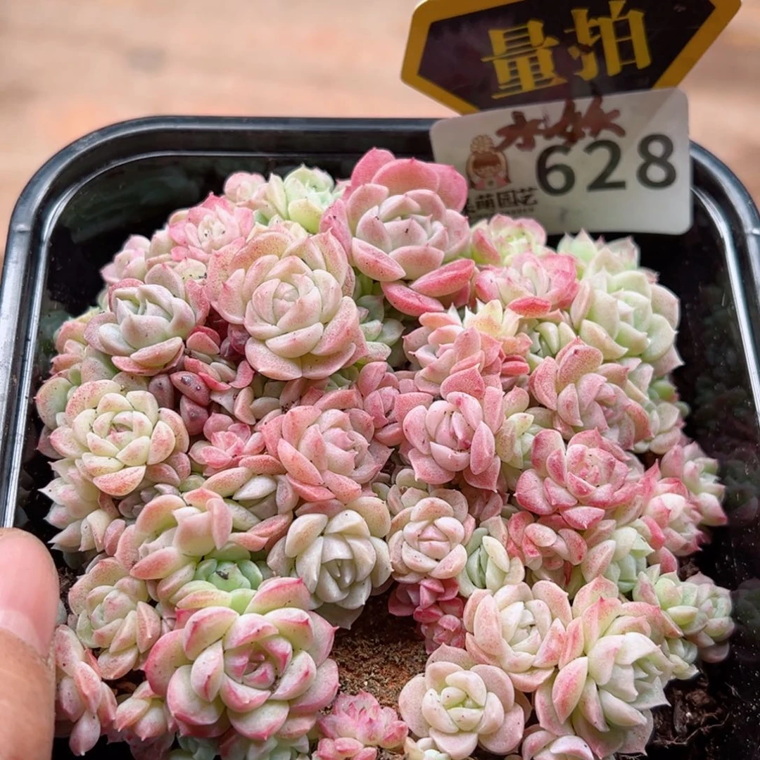 多肉植物多肉植物