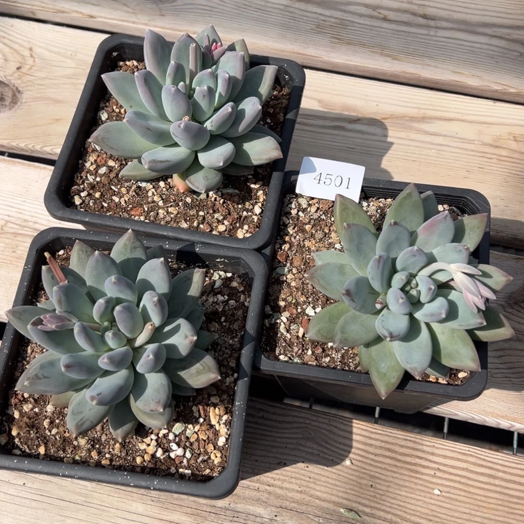 4501多热多多多多多多多