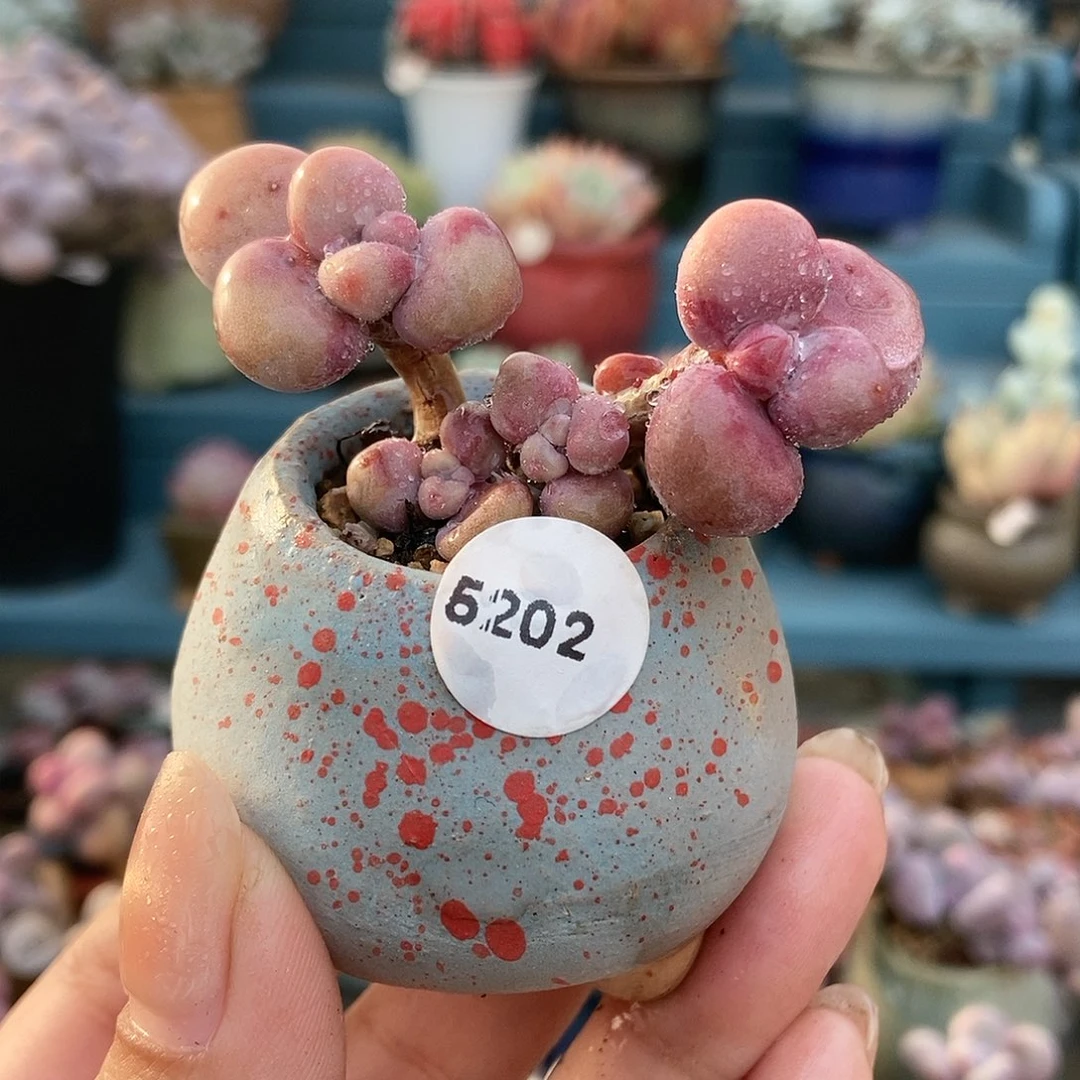 5202糖果腰子蛋带盆土