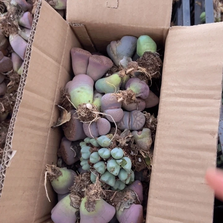 一箱母本8888888000000