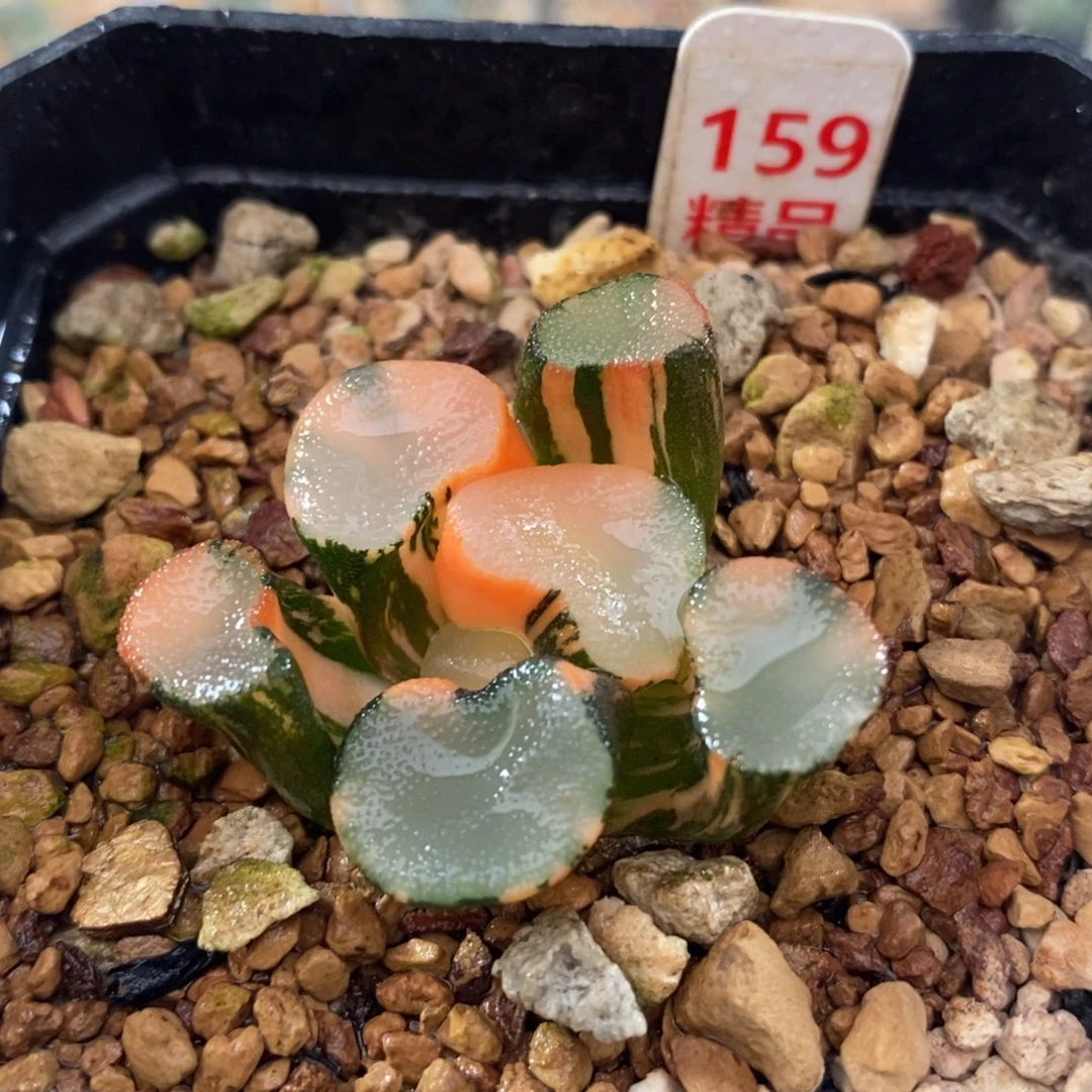 不开花植物159空门