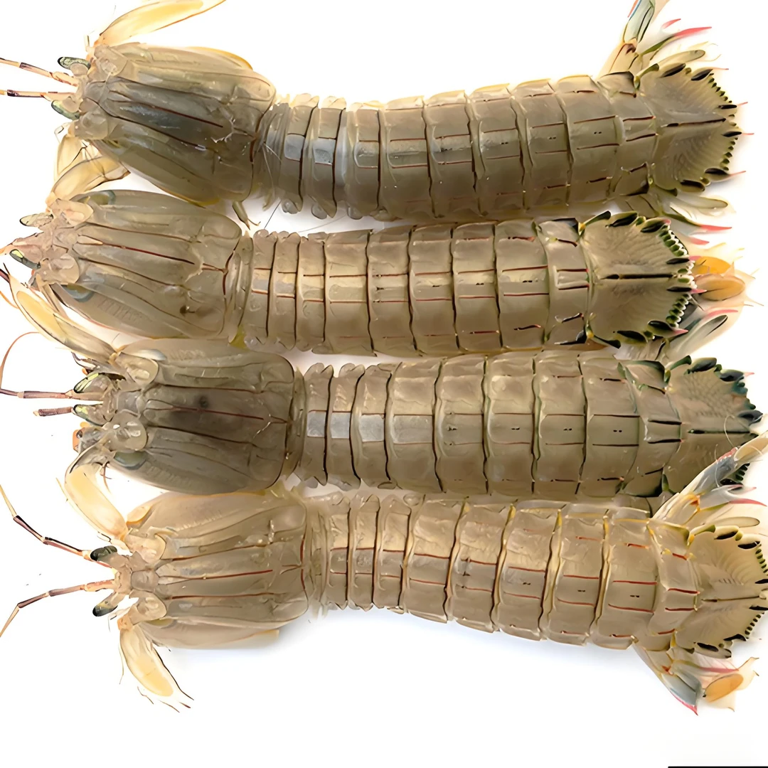 3斤小虾.爬  （非暂养，只保新鲜保证不了肥瘦，介意勿拍)