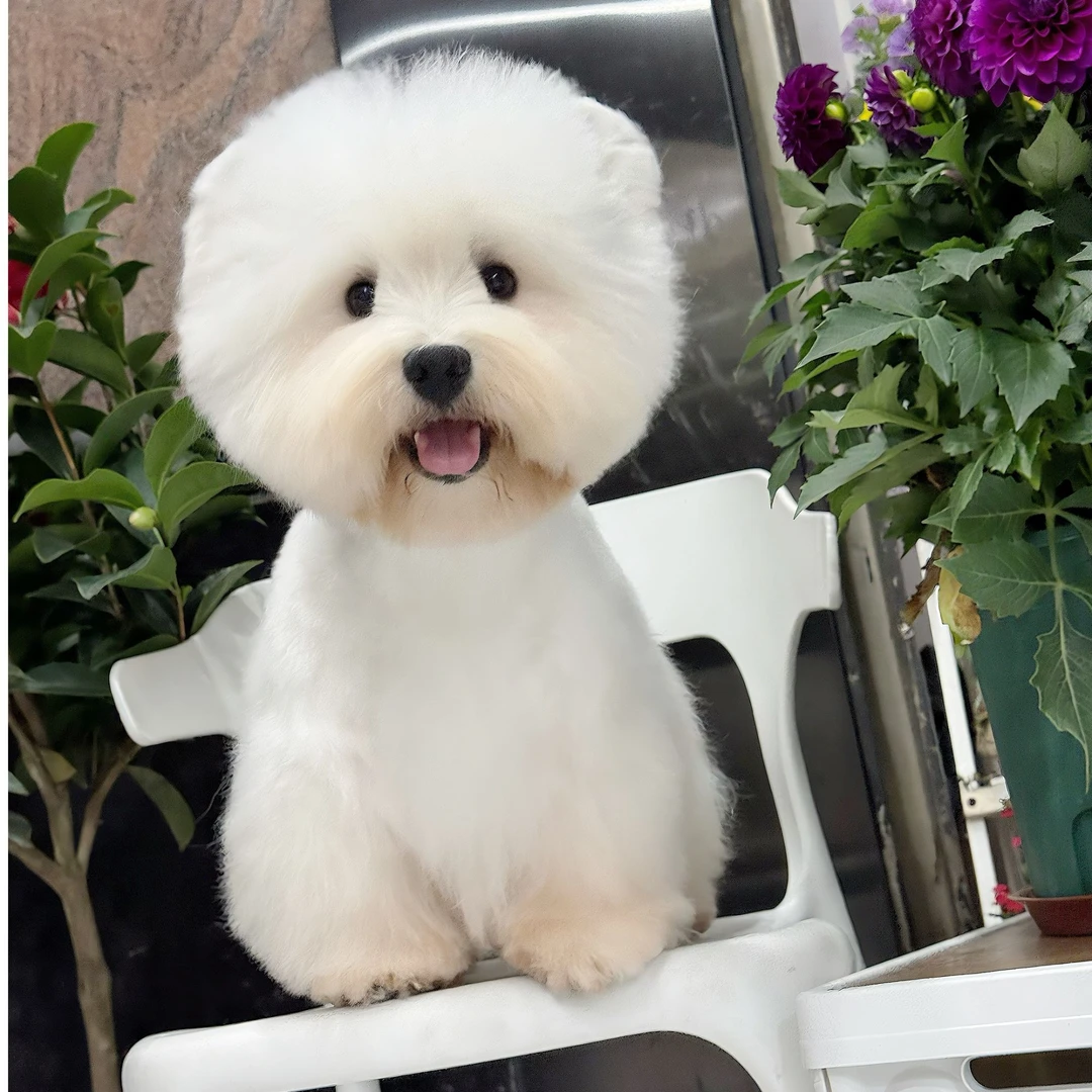 大叔梗类犬西高地雪纳瑞聪明温顺乖小狗甜美小型犬