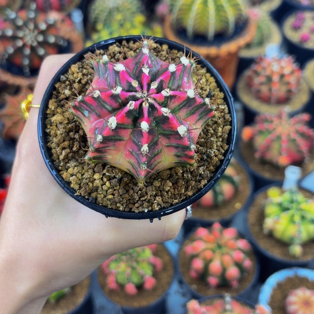 米哈星球00000000006