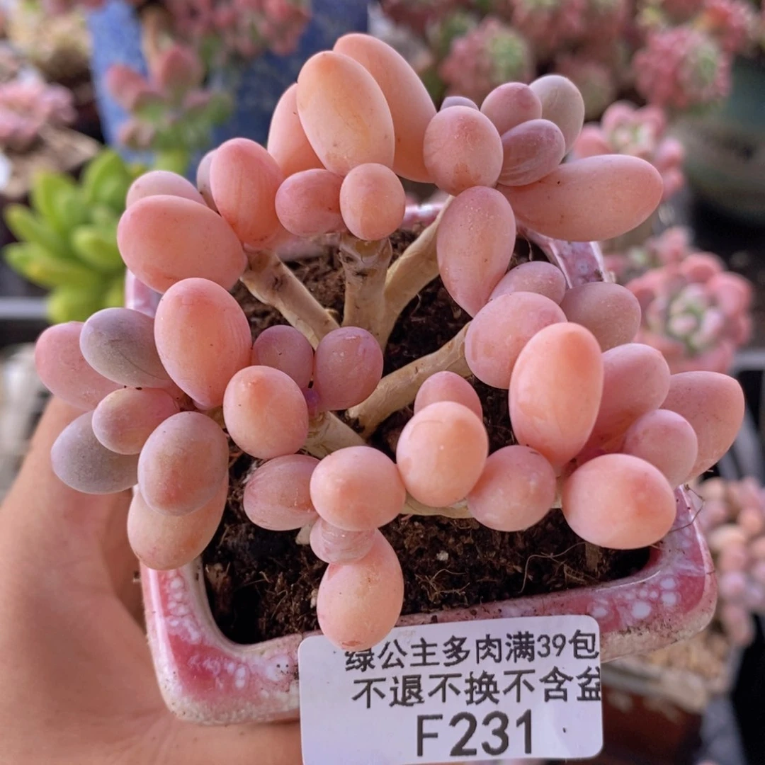 香水手指奶老桩8cm231多肉