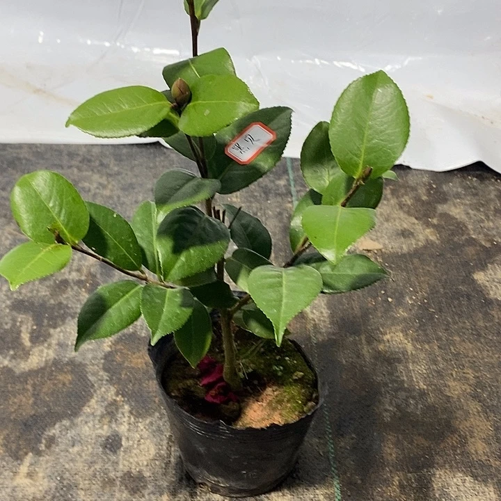 黑贝茶花 带分枝 品种