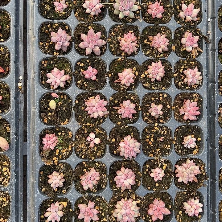 一穴盘50颗虞美人