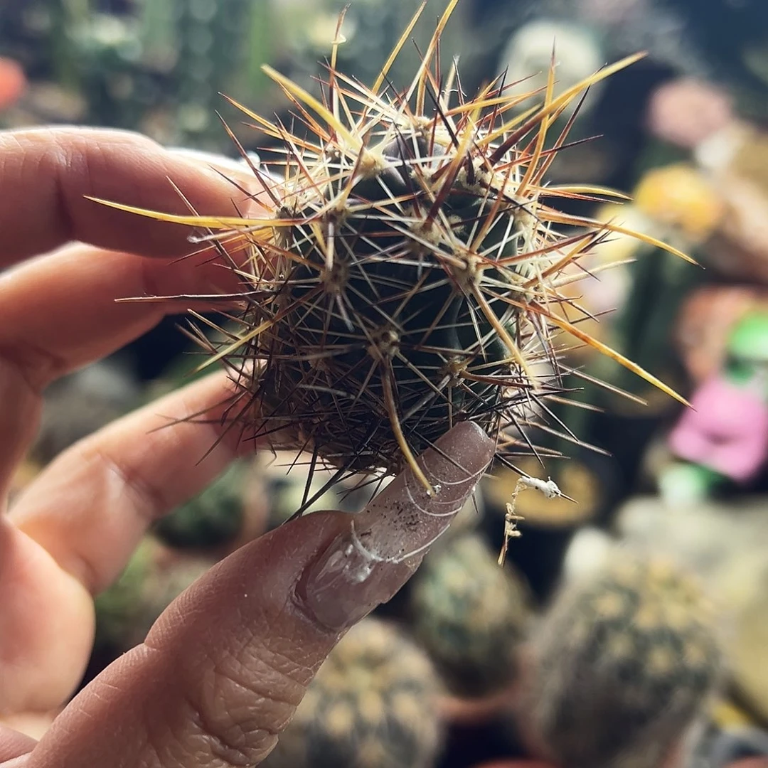 林氏花虾仙人球1111111