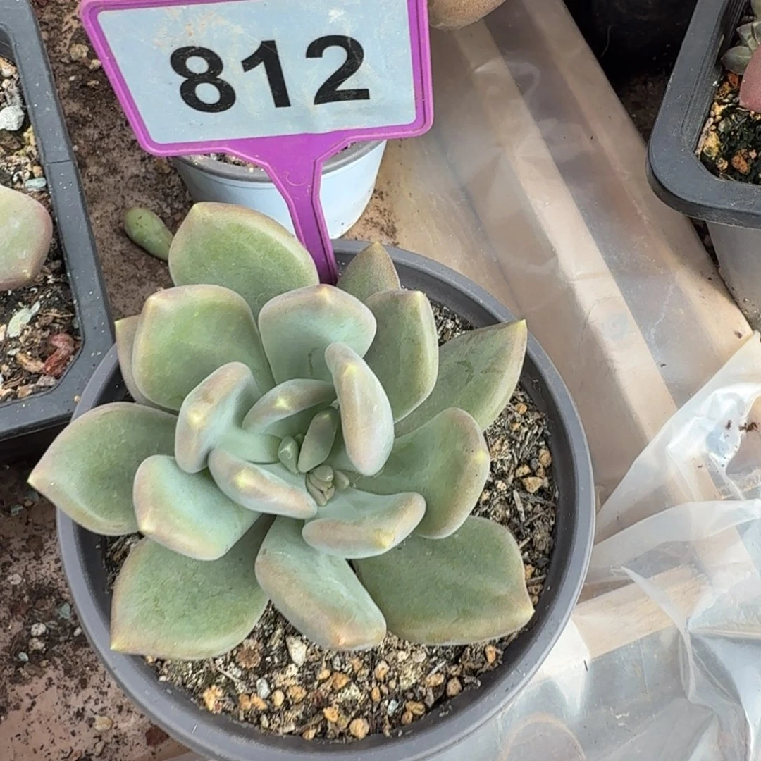 E***鹏多肉植物漂亮单头812