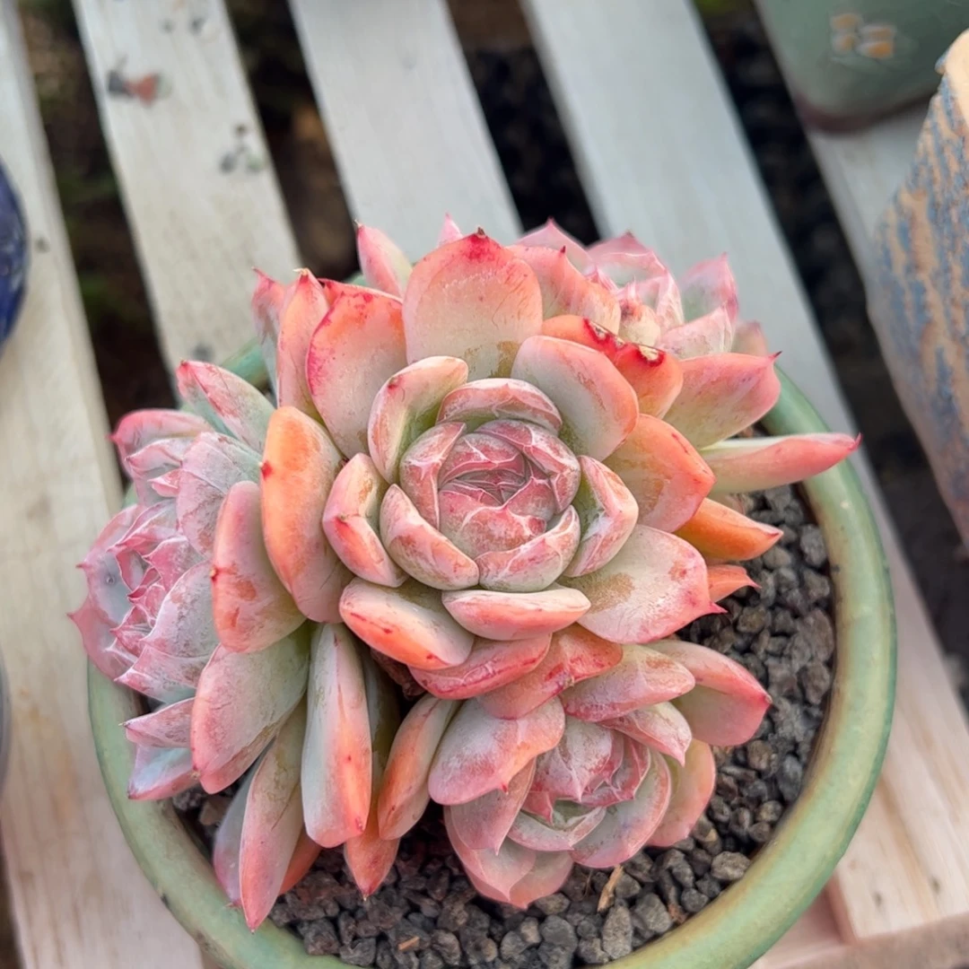 落樱群生多肉植物