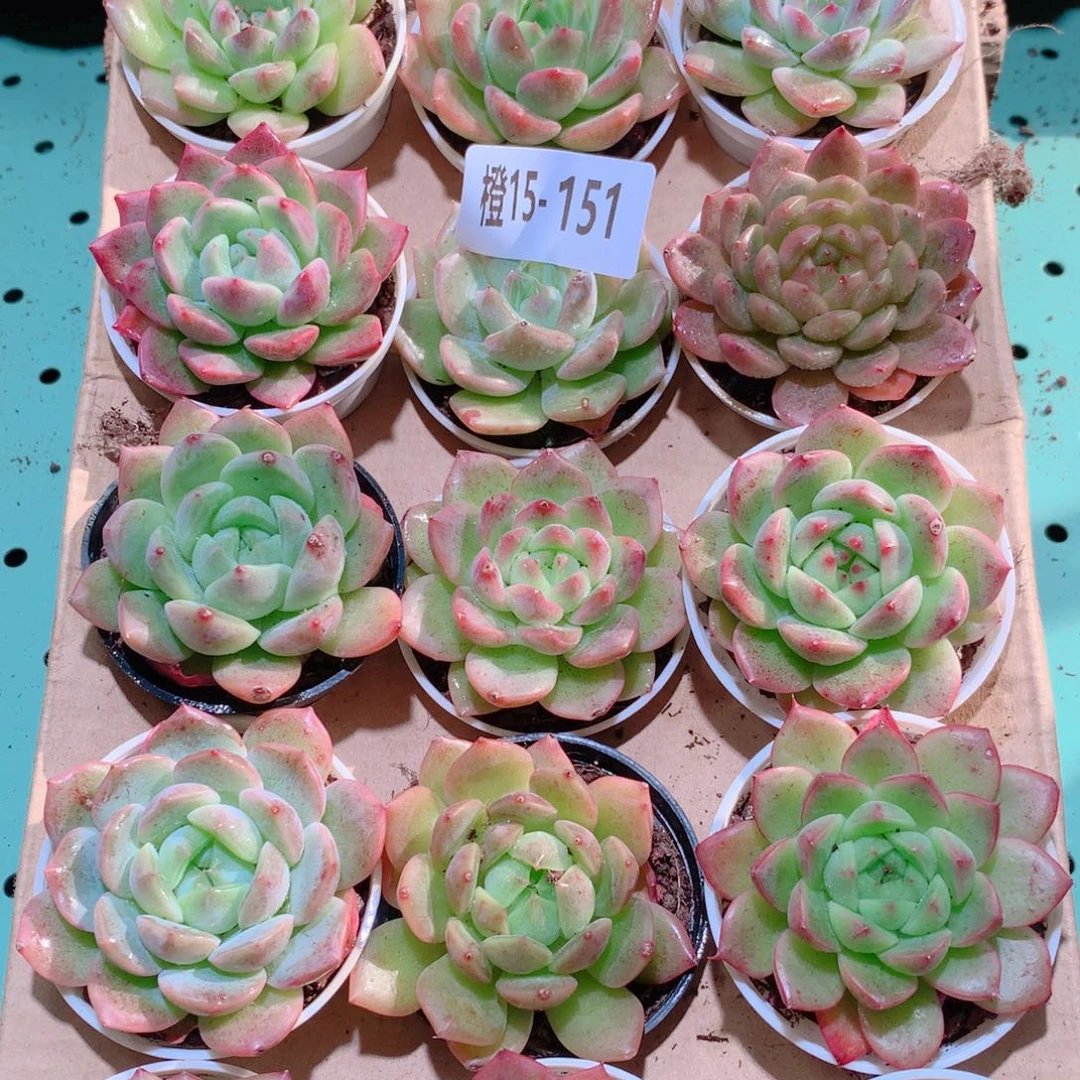 15-151一物一拍多肉带盆18颗