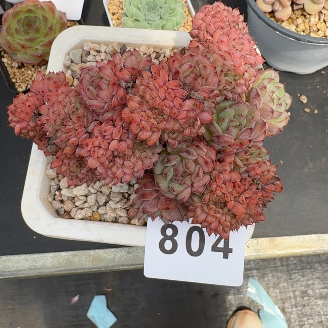 绝***鹿白胖子缀化            精美多肉植物