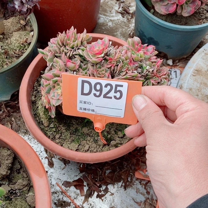 w***pD925力值缀化老浴缸老庄