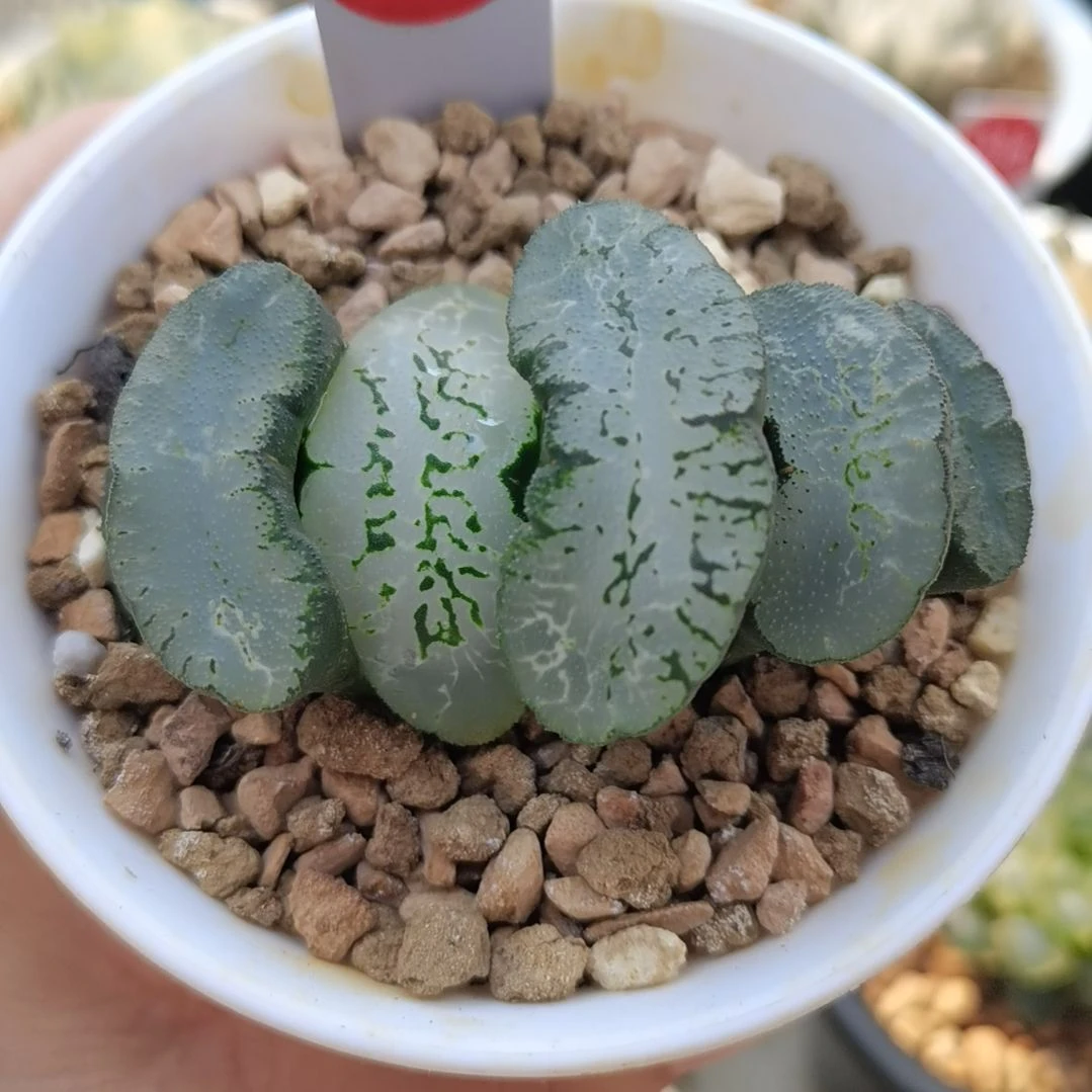 0号蓝翼玉扇一物一拍带盆土发货