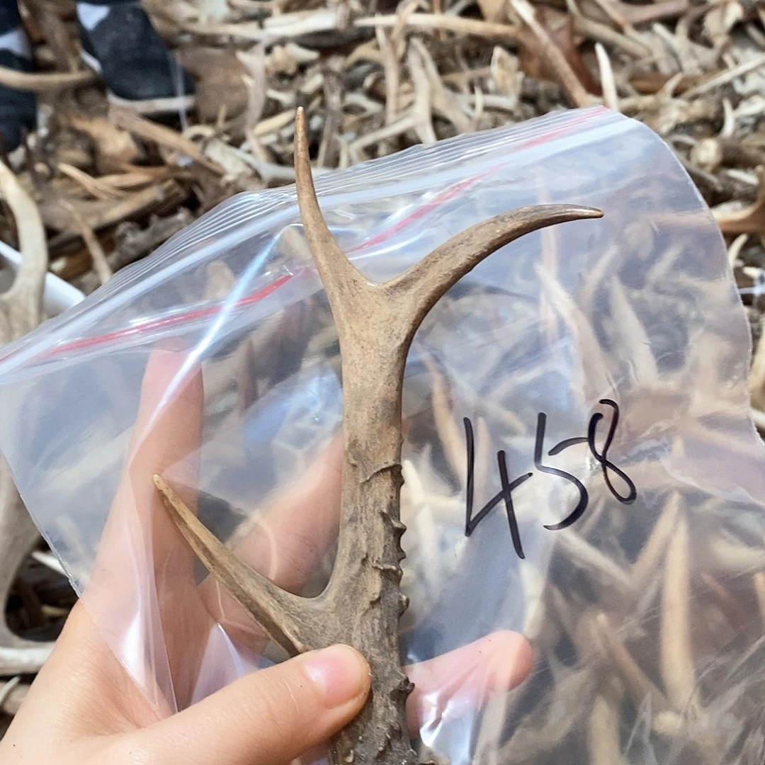 鹿角鹿角鹿角鹿角鹿