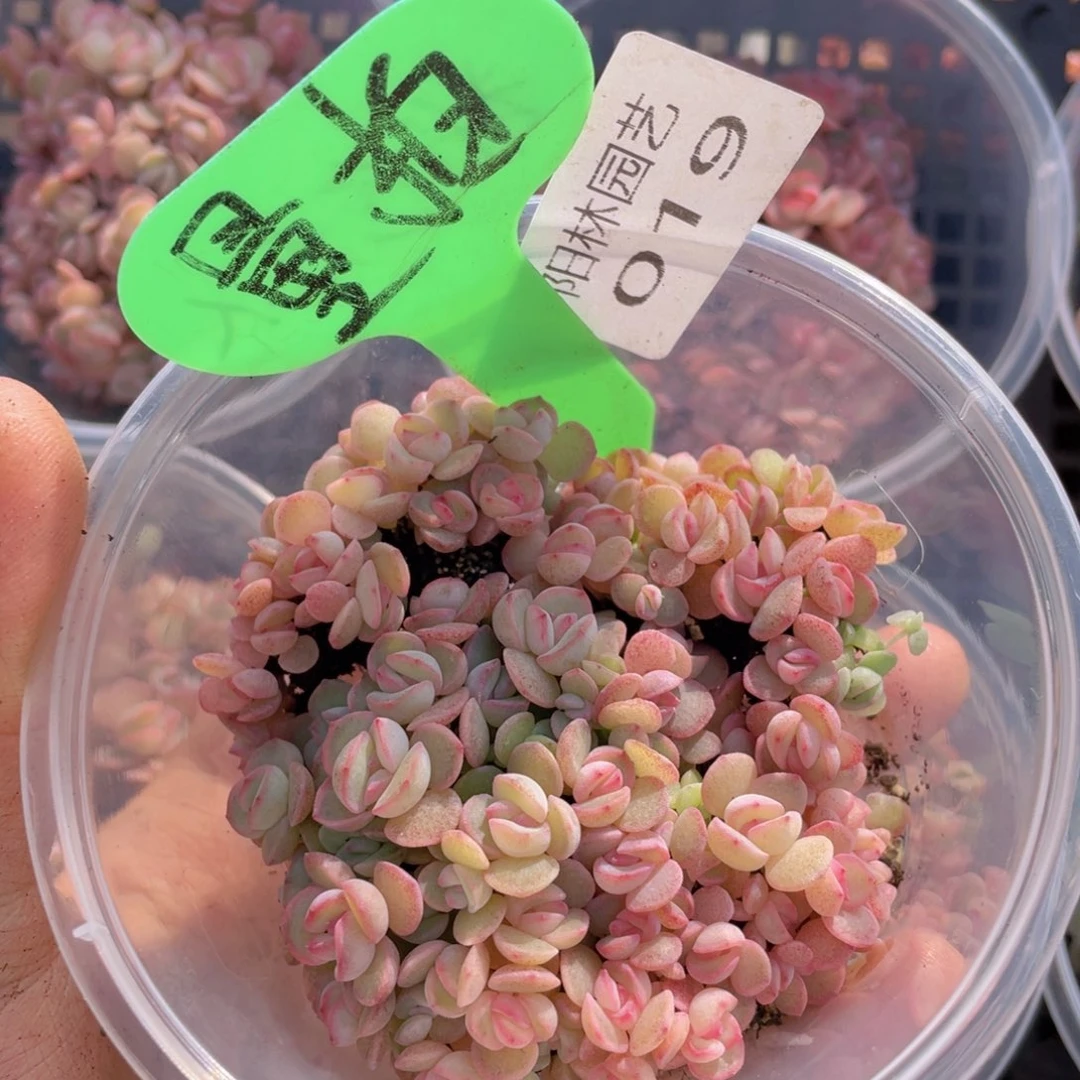 量拍多肉植物多肉植物19