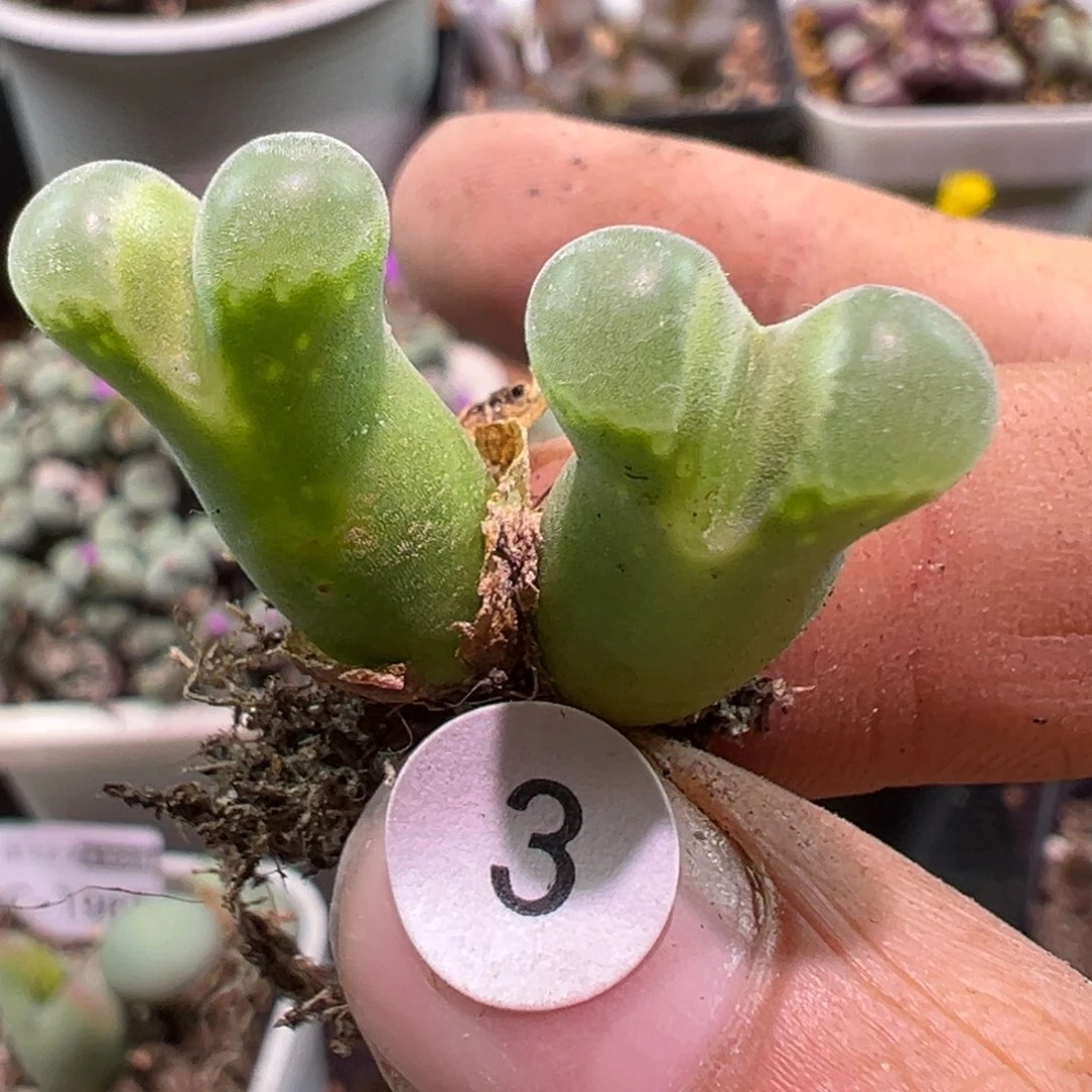 多肉植物1111111111111