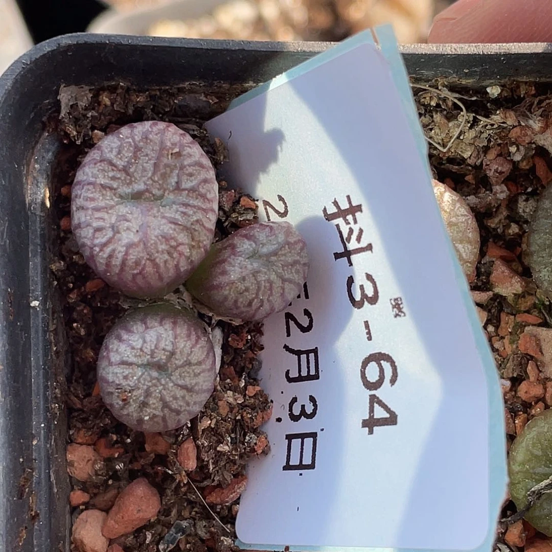 3-64送奶杂多肉植物