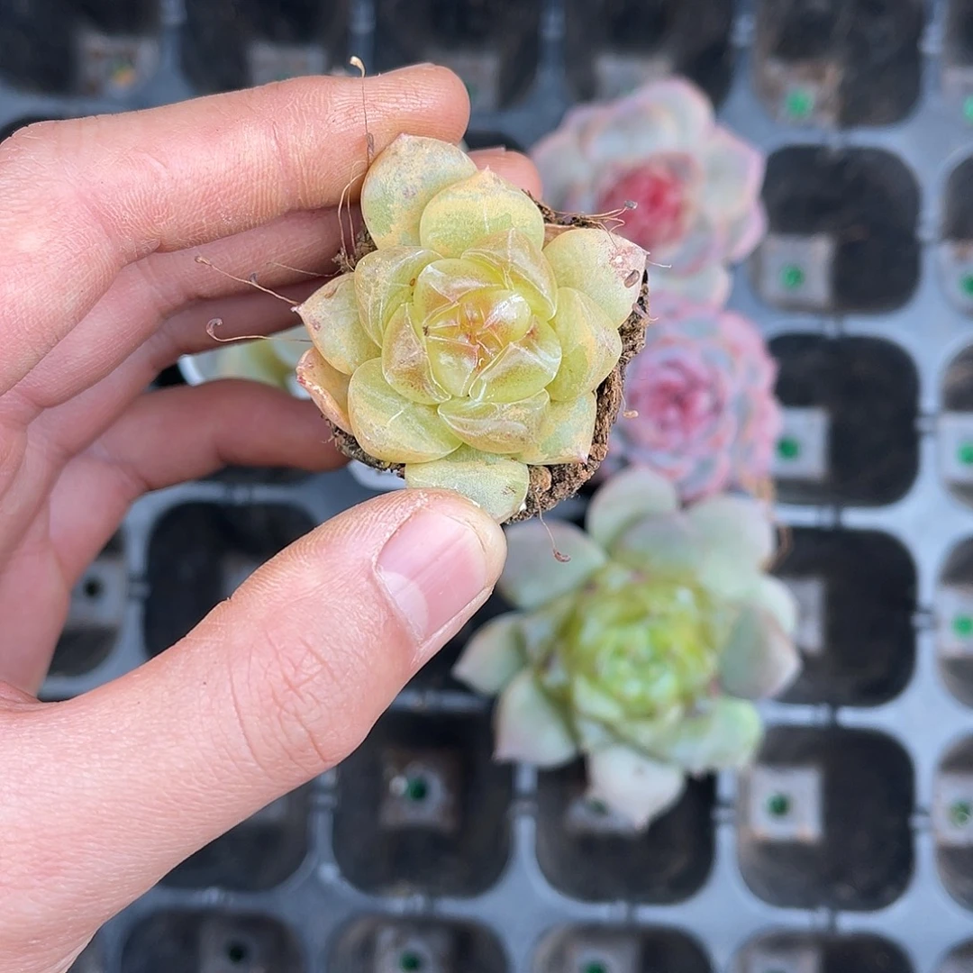 多肉一物一拍10-118