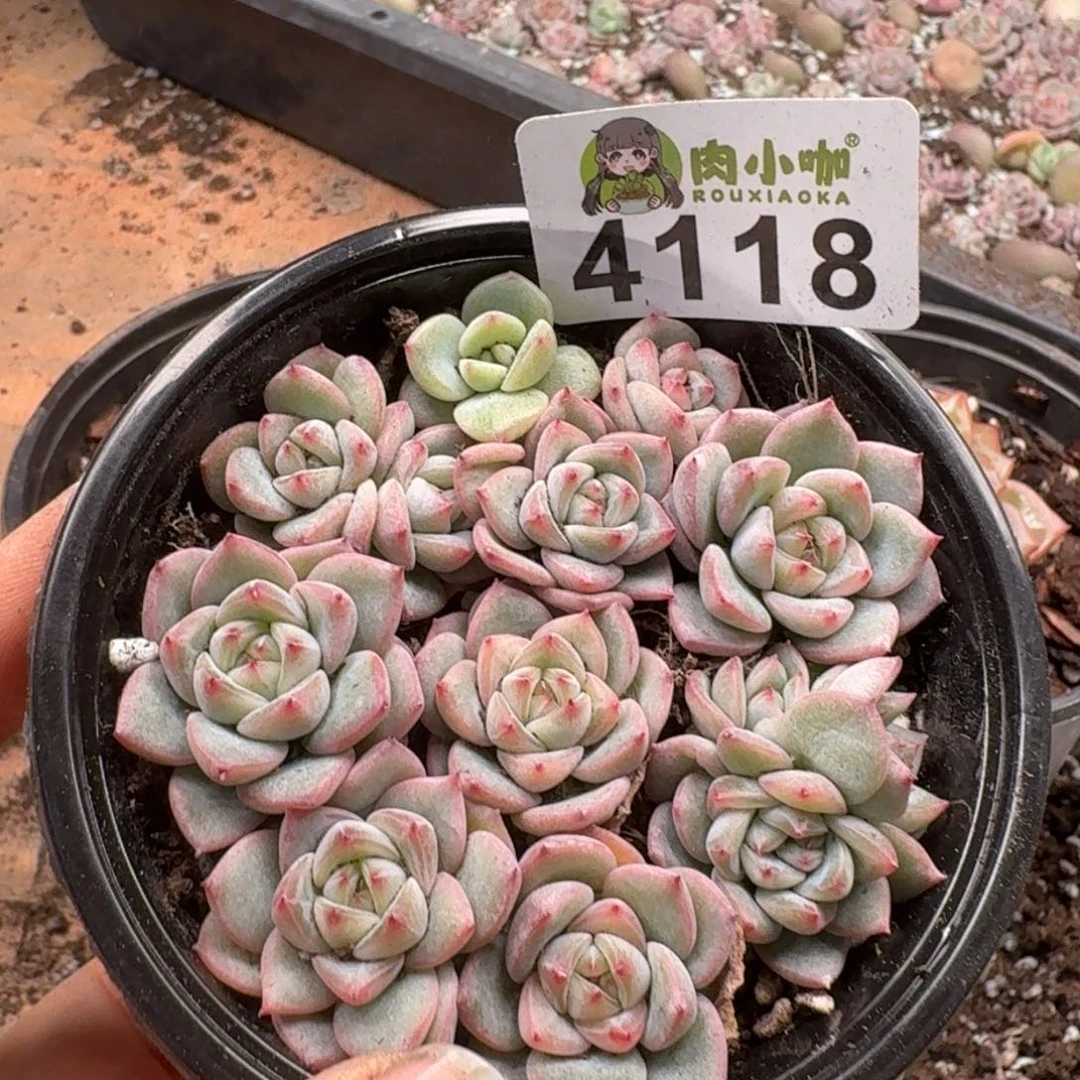 多肉植物多肉植物