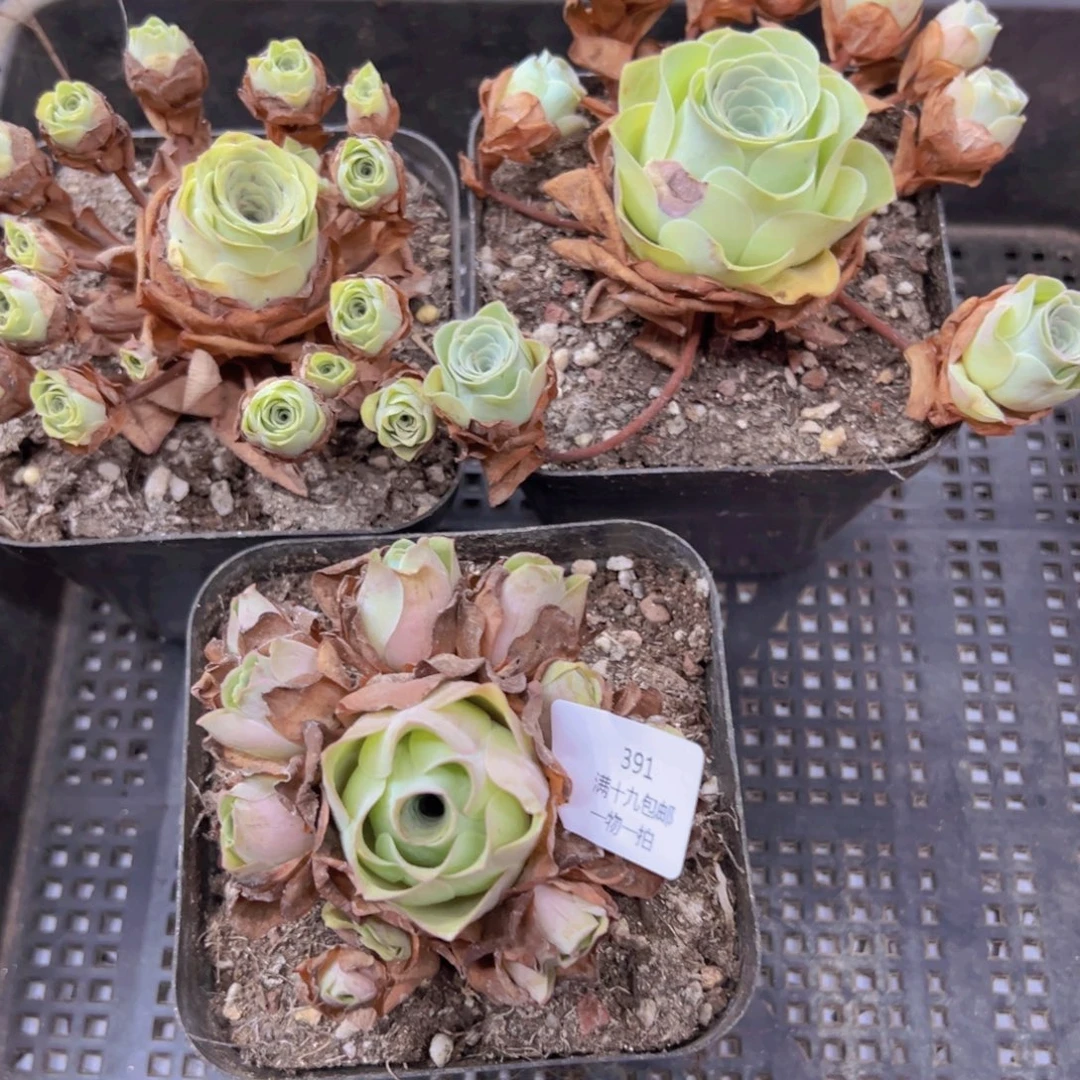 391 侧牙掉了不包损无售后