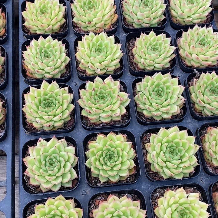 闪光，福利多多哦