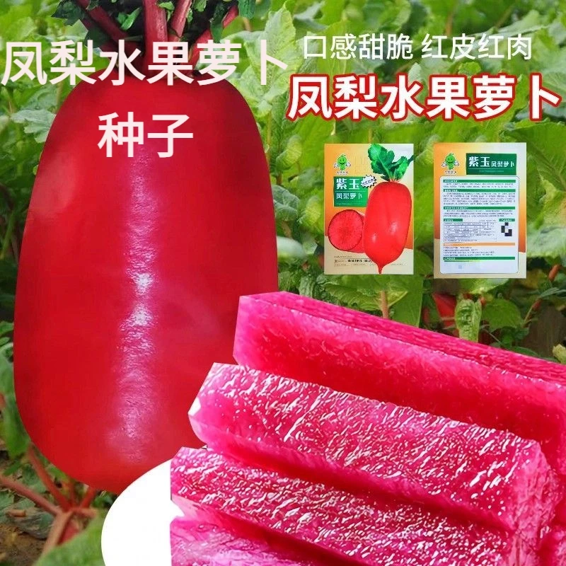 红心凤梨水果萝卜种子红皮红肉甜脆萝卜种子四季种植美人红心萝卜