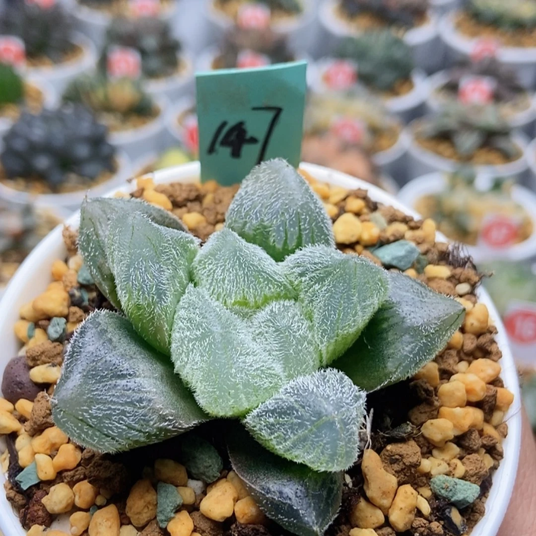 147梦露玉露1111111