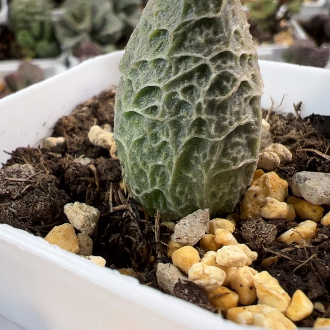 粉红冰淇淋水泡多肉植物