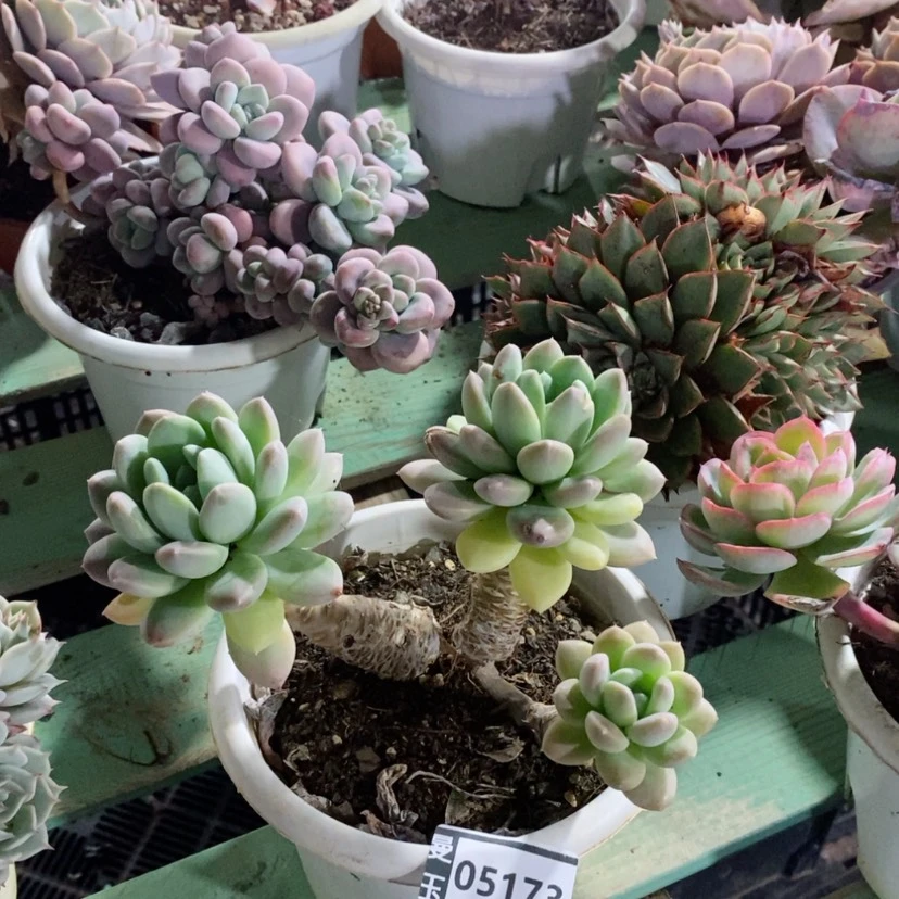 【闪购商品】夕*杂05173