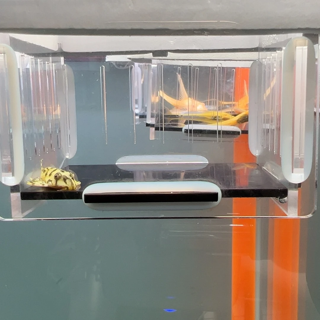 清道夫录完整开箱视频、入缸不包损3.5